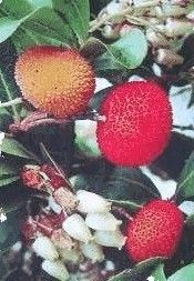 Fruit et fleurs de l'Arbousier